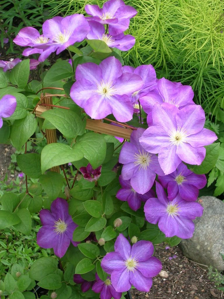 Clematis 'Miniseelik'